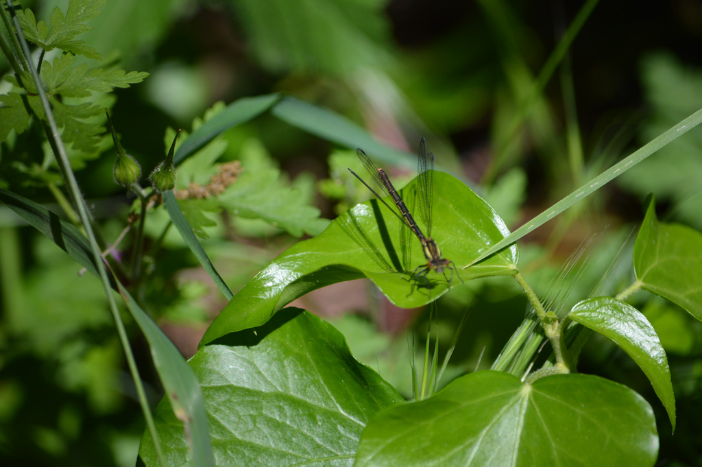 femmina di Coenagrionidae:  Pyrrhosoma nymphula